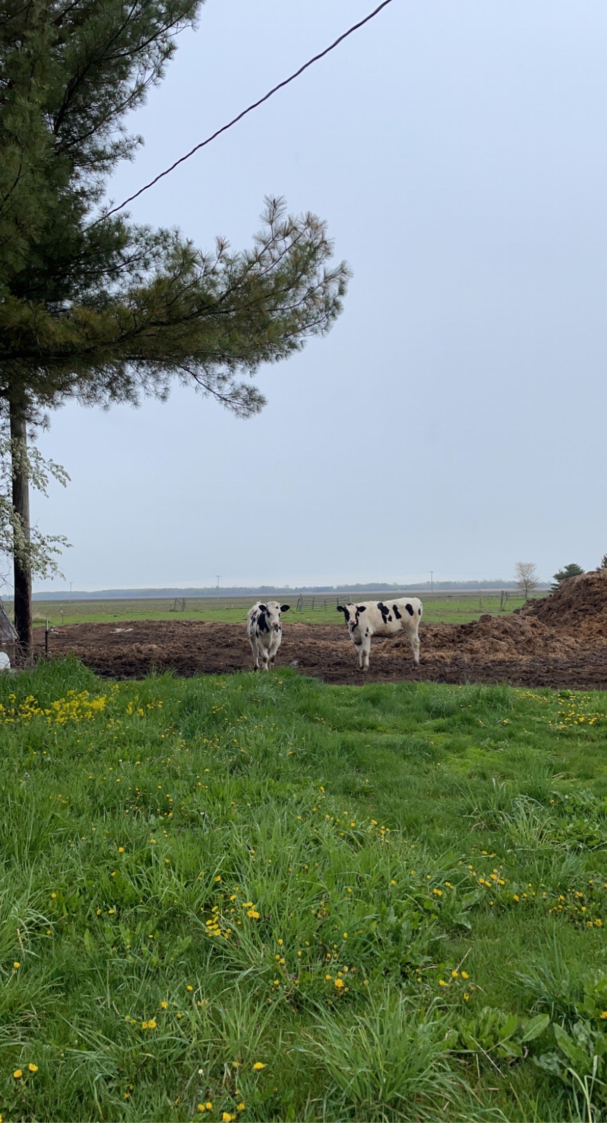 Meet our friendly neighbors from a local farm in Sandusky, Michigan! At MiJuice, we take pride in sourcing the freshest organic produce from nearby farms. These partnerships ensure that our juices are not only packed with nutrients but also support the sustainability and growth of our local farming communities. Together, we’re building a healthier, more vibrant Michigan!